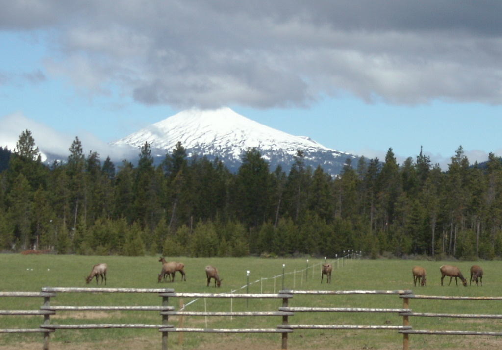 Elk in Pasture